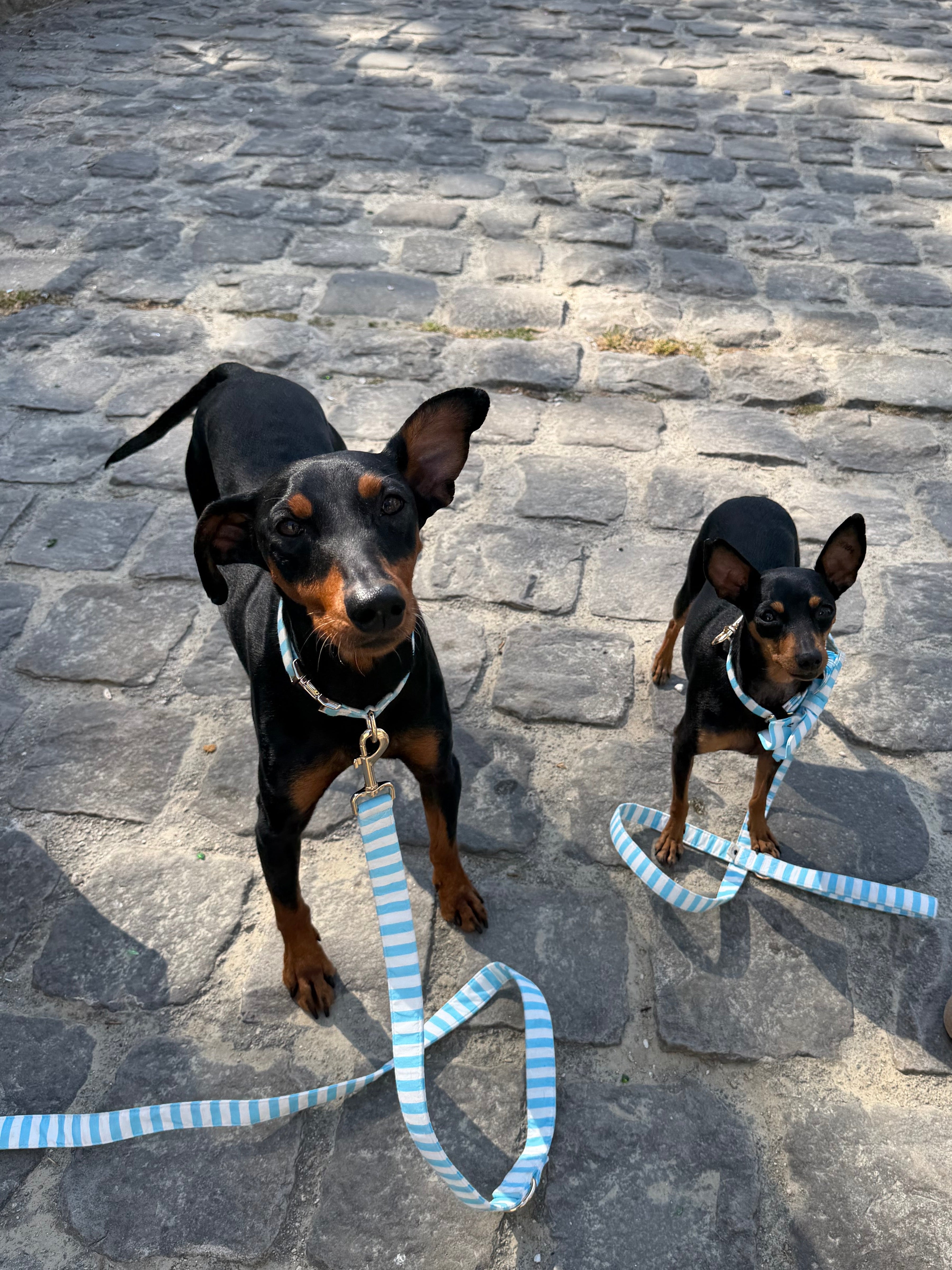 Stylish striped dog leash for everyday walks