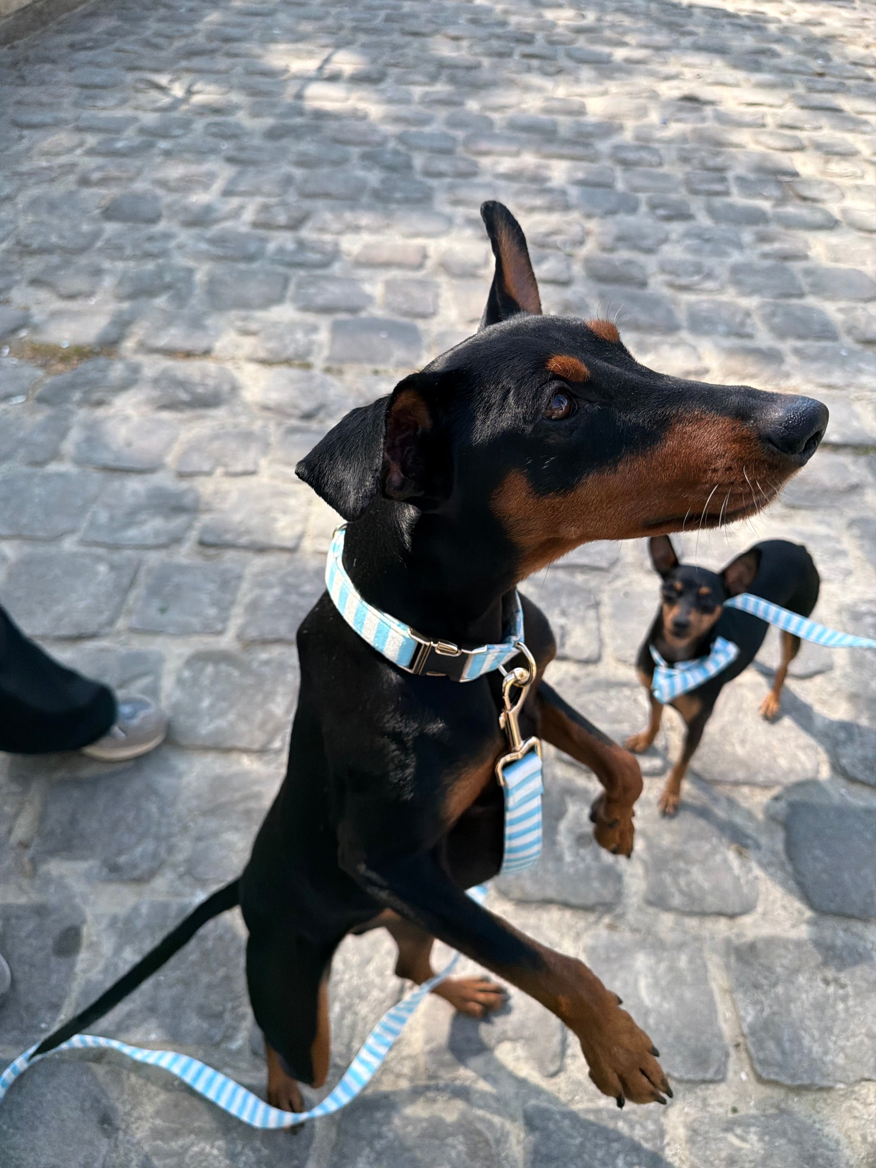 Durable striped dog collar sky blue and white