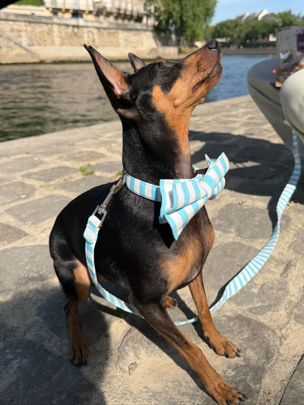 Matching sailor dog collar from Pup Social collection