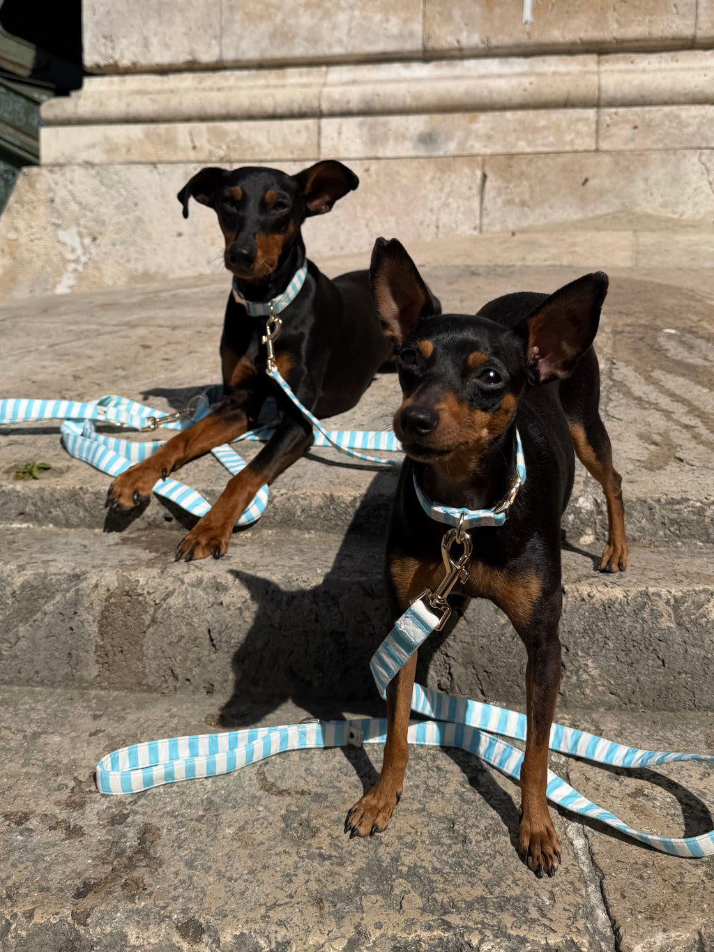 Nautical striped dog collar adjustable design
