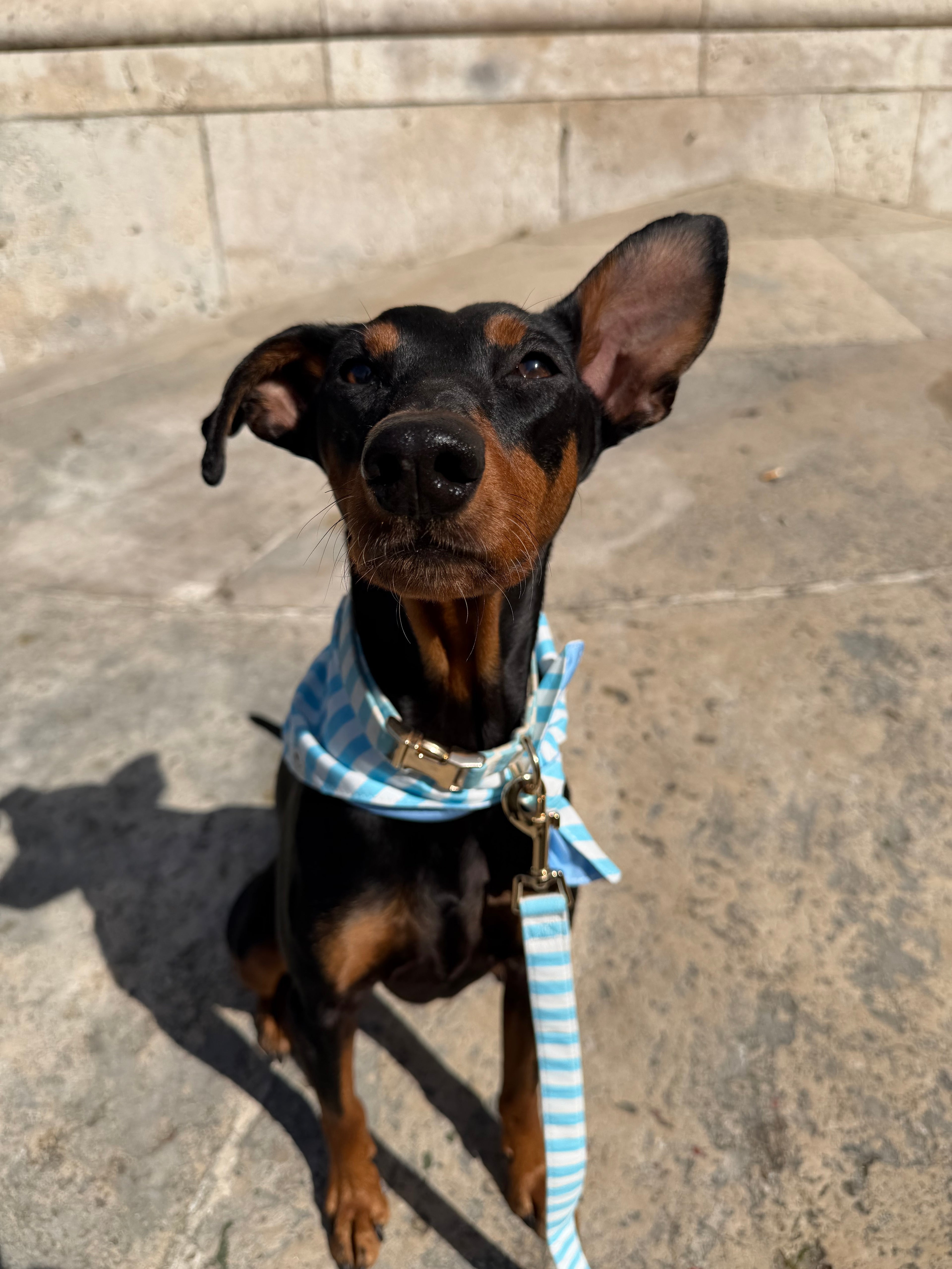 Classic striped dog bandana sky blue and white