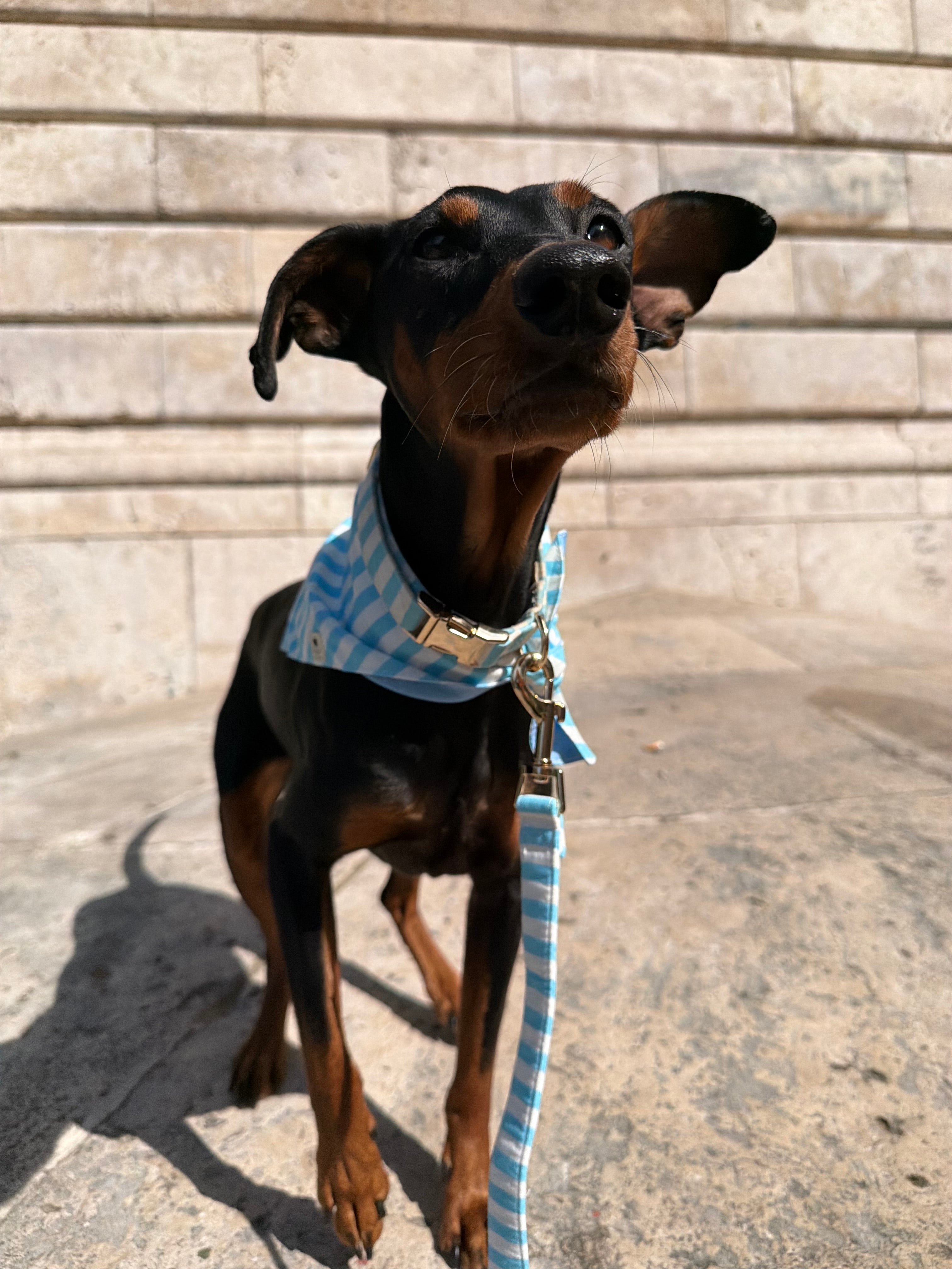 Matching sailor collection dog bandana by Pup Social