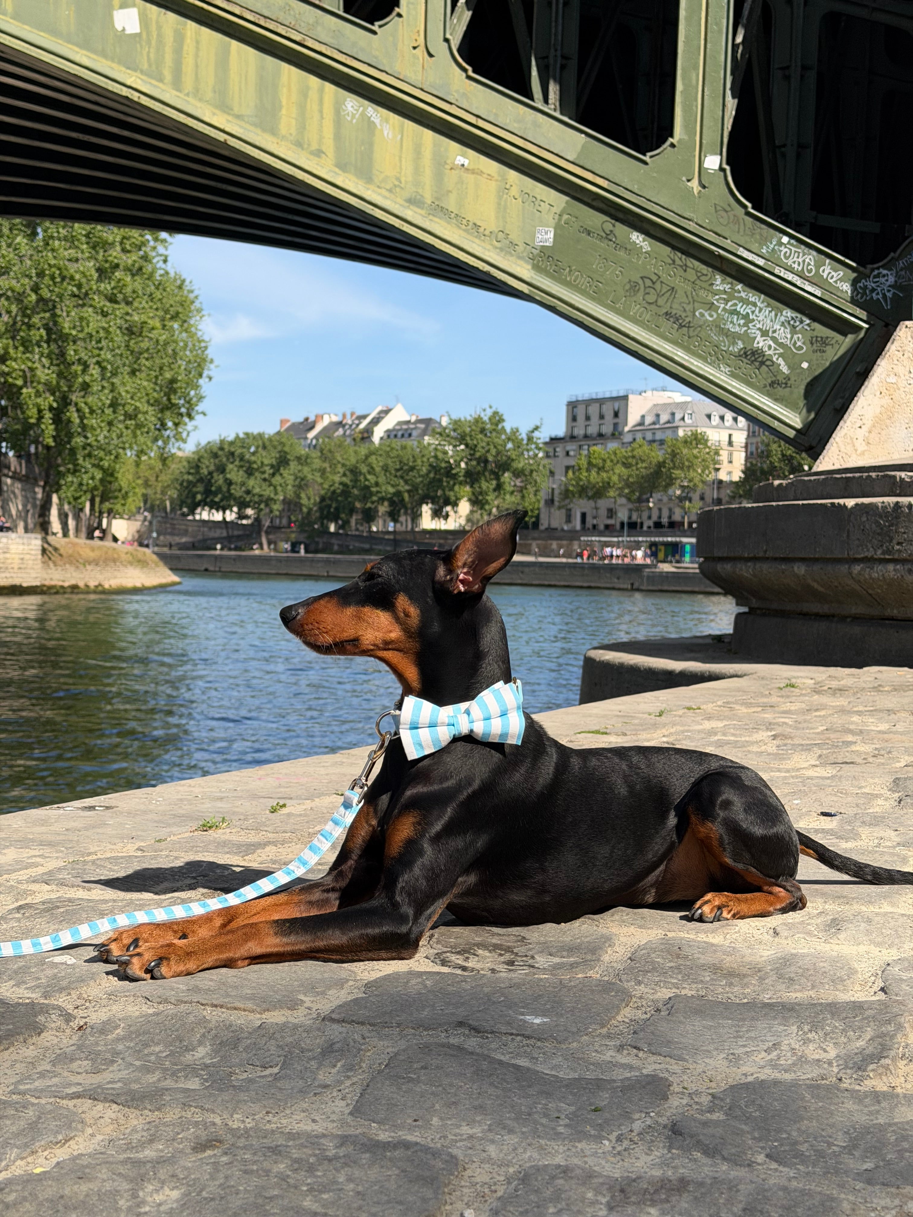 Sailor dog bow attached to collar 