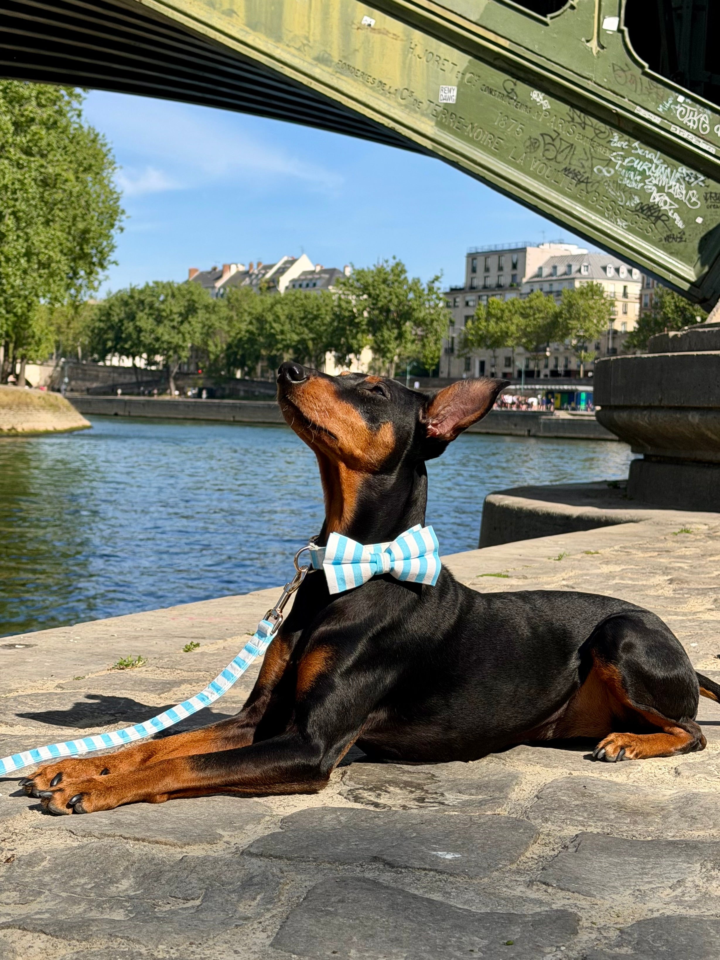 Cute sailor dog bow stripe design for dogs