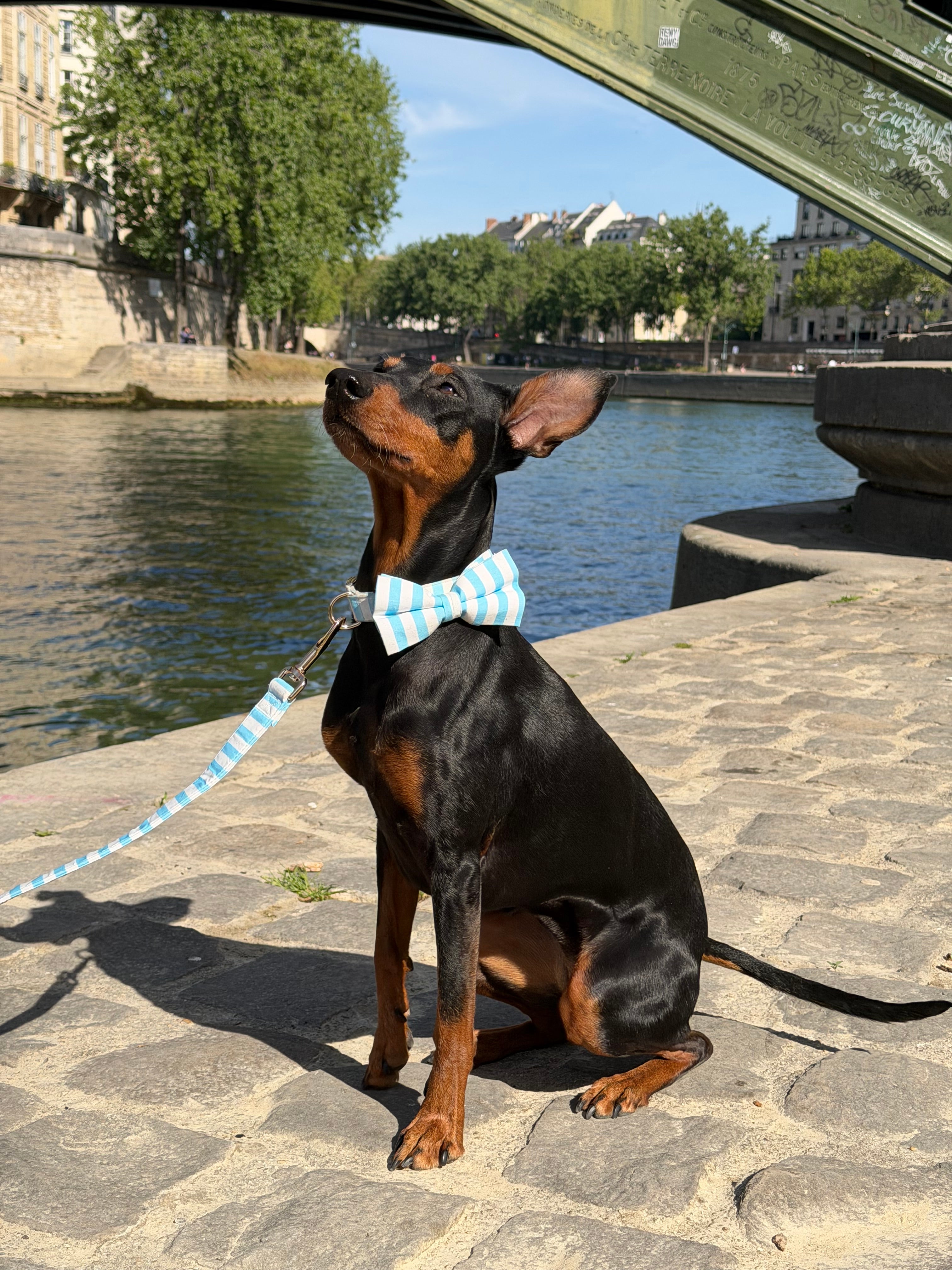Sailor Dog Bow